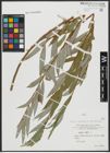 Foto von Salix alba L.